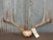 4x4 Whitetail Rack On Skull Plate