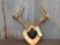 Main Frame 5x5 Whitetail Rack On Plaque