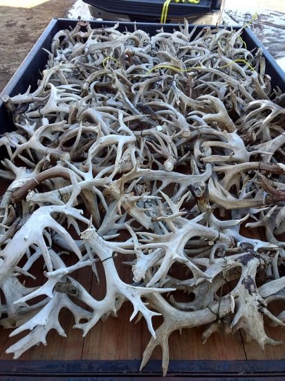 Spring Whitetail Classic Antler Auction Day 1