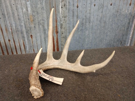 Mid 70 Class Whitetail shed