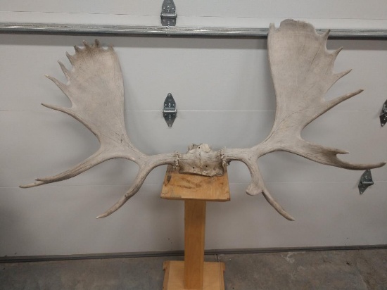 54" Moose Antlers On Skull Plate