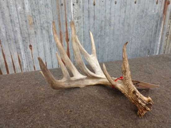 92" Canadian Whitetail shed
