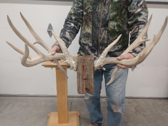 190 Class Whitetail Shed antlers Double Drops