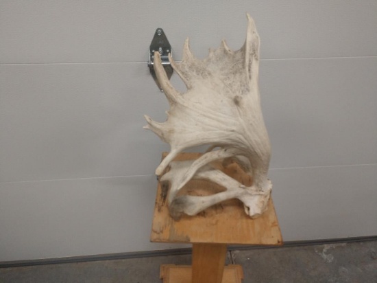 139" Single Whitetail Shed Antler