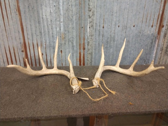 5x5 Whitetail sheds