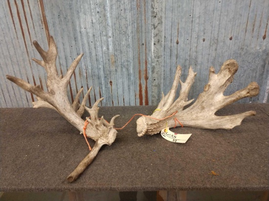 Heavy 240 Class Whitetail sheds