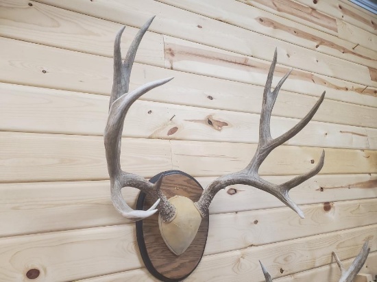 170" 6 x 6 mule deer rack