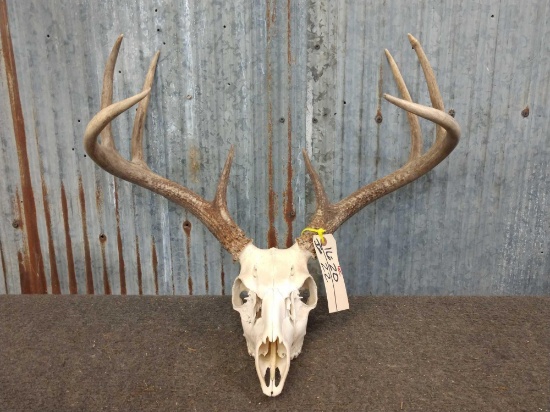 140 Class Whitetail rack on skull