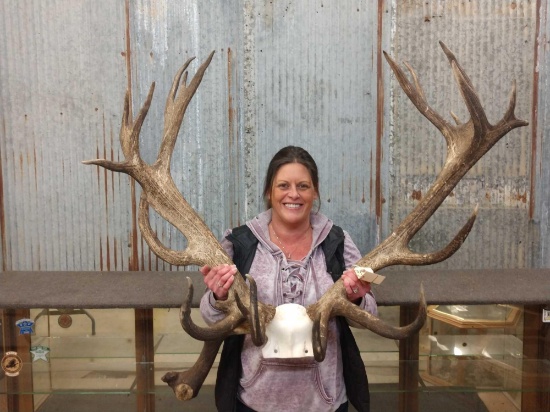 Big Red Stag Antlers on skull plate