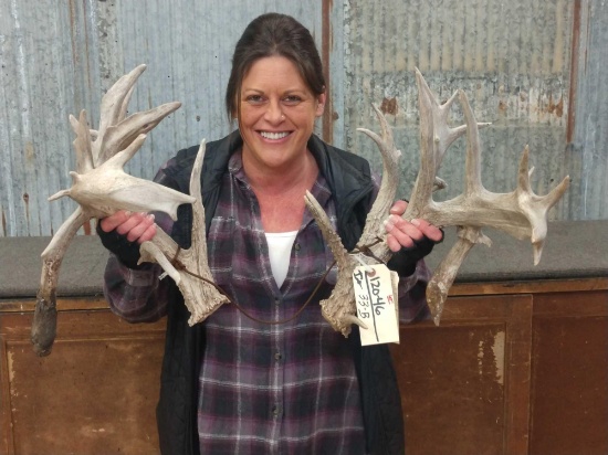 Gnarly 250 Class Whitetail Sheds