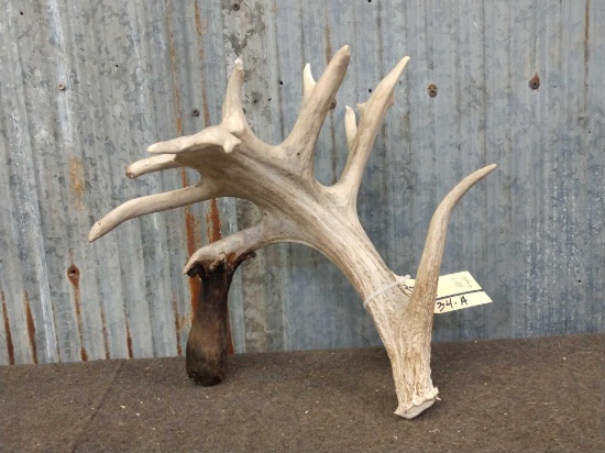 98" Single Whitetail Shed
