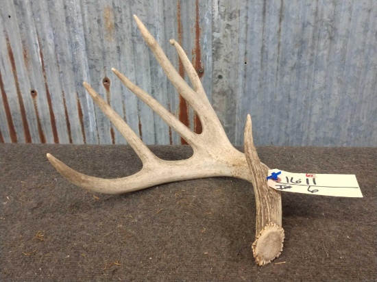 Main frame 4 point Whitetail Shed