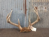 Nice 4x4 Whitetail Rack On Skull Plate