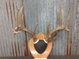6x5 Whitetail Rack On Plaque