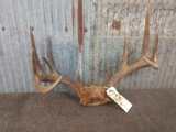 5x5 Whitetail Rack On Skull Plate