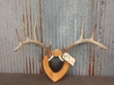 4x5 Whitetail Rack On Plaque