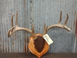 Nice 4x5 Whitetail Rack On Plaque