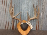 4x4 Whitetail Rack On Plaque