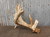 Heavy Mass Main Frame 5 Point Whitetail Shed
