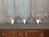 3 Whitetail Racks On Skull Plate