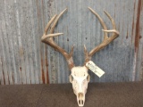 Nice 4x4 Whitetail Rack On Skull