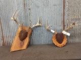 2 Whitetail Racks On Plaques