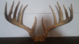 Heavy Wide 170 Class 6x5 Whitetail Rack On Skull Plate