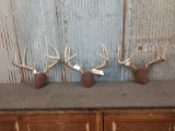 3 Whitetail Racks