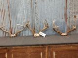 3 Nice Whitetail Racks On Skull Plate