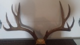 Heavy 5x5 Mule Deer Rack On Skull Plate