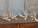 Nice Group Of Whitetail Sheds