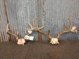 2 Whitetail Racks On Skull Plate