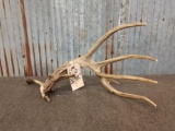 Cool 6 Point Whitetail Shed W/ 9