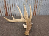 5 Point Whitetail Shed W/ 10