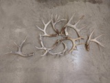 8 Nice Whitetail Shed Antlers