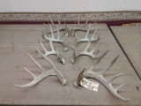 4 Sets Of Whitetail Sheds
