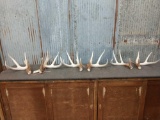 3 Matched Sets Of Whitetail Sheds Same Deer