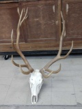 6x6 Elk Rack On Skull