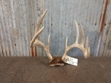 Cool 3x5 Whitetail Antlers On Skull Plate