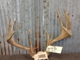 6x4 Whitetail Rack On Skull Plate