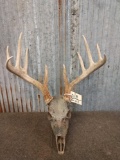 5x5 Whitetail Antlers On Camo Dipped Skull