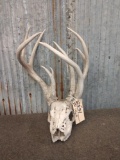 Freak Main Frame 4x4 Whitetail Antlers On Skull