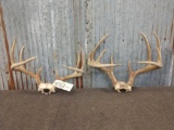 2 Whitetail Racks On Skull Plate