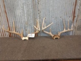 2 Whitetail Racks On Skull Plate