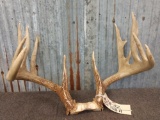 6x5 Whitetail Antlers On Skull Plate