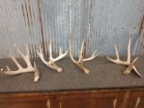 4 Whitetail Sheds