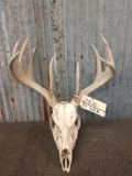 Palmated 5x5 Whitetail Antlers On Skull