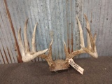 7x6 Whitetail Antlers On Skull Plate