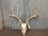 4x4 Whitetail Antlers On Skull