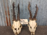 2 Roe Deer Skulls